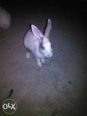 Rabbit for sale Two white and Four Wight and
