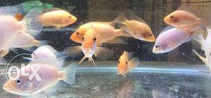 Red devil fish for sale at lowest price