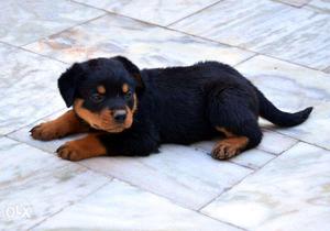 Rottewiller puppy female dog for sale 