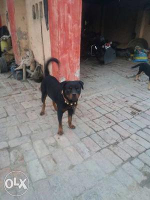 Rottweiler 1.5 years old male available