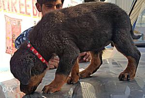 Rottweiler 45day available in Rajasthan