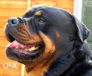 Rottweiler FT male OLIKE heavy bone and punch face B