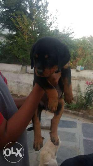 Rottweiler female puppy available good quality