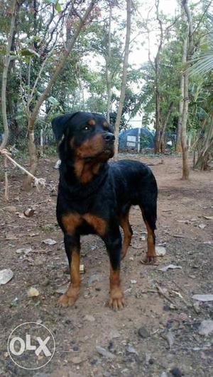 Rottweiler matting available