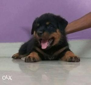 Rottweiler puppy for sales with low price male or