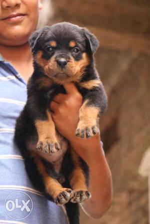 Rottweiler // puppy for sell at best price cute