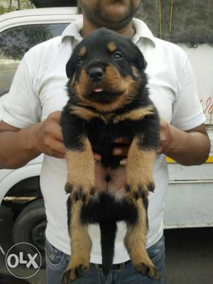 Rottweiler puppy male for sell at best price call