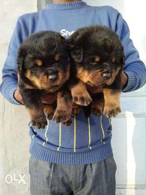 Rottweiler puppy/dog for sale find a strong guard in dogs