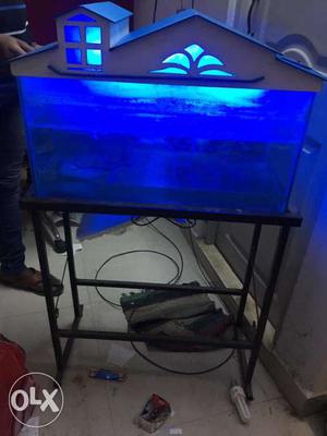 Selling Fish tank with white sand and rock + fish