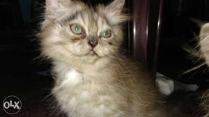 Semi punch Persia kitten. 3 month old, very active long ha