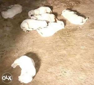 Seven White Short Coated Puppies