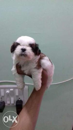 Shih tzu # puppy male for sell at best price call