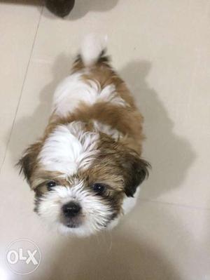 Shihtzu Pup for sell