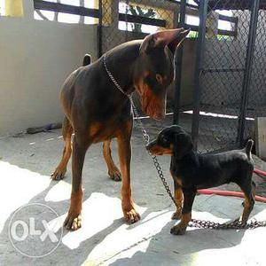 Show quality Doberman puppies available