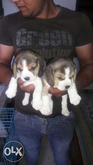 Show quality Trycolor Beagle puppy available