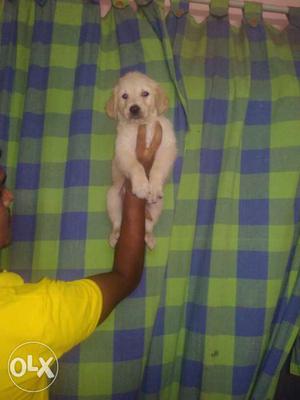 Show quality golden retrieve male puppy available