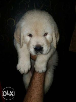 Show quality golden retriever puppies available