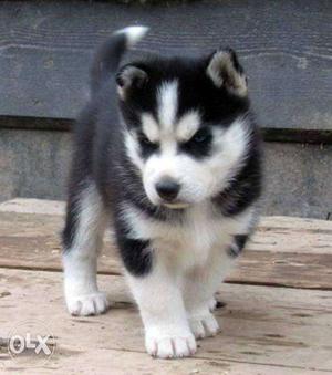 Siberan husky puppy sell with paper shine kennel