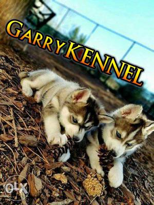Siberian husky blue eye puppy top quality puppies