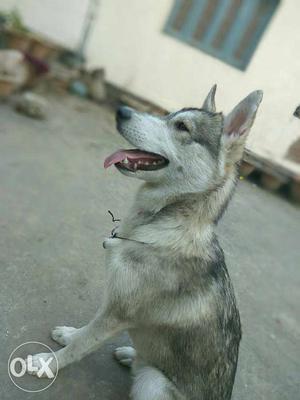 Siberian husky for sell male 9months ka h