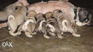 Small FT Breed Toy OLIKE Pug male and female puppies B