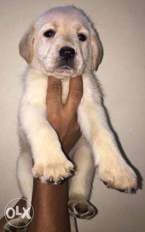 So friendly or powerful breed labrador pupp available