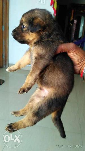 Stable colourful have a German Shepherd male