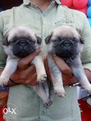 Super Punched Face Pug puppies for sale at a