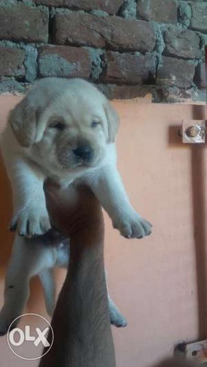 Super quality labrador puppies available in jaipur raj