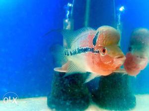 Super red dragon FLOWERHORN male 2.5 inches long