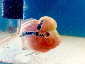 Super red dragon flowerhorn fish available