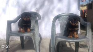Superb quality Rottweiler female puppies available only for
