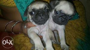 TOP Quality PUG Puppies available in indore