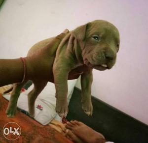 Tan American Staffordshire Terrier Puppy