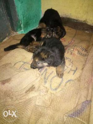 Three Black Short Coat Puppies