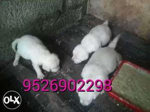 Three Light-cream Labrador Retriever Puppies