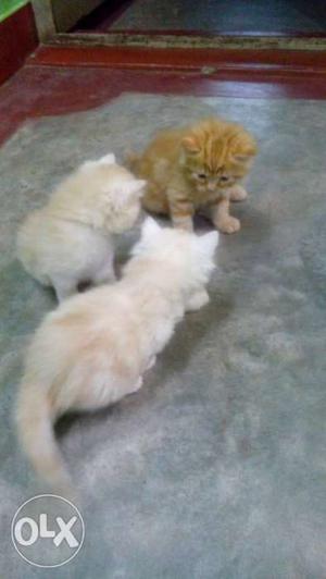 Three Orange Tabby Kitten
