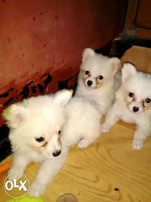 Three White Pomeranian Puppies