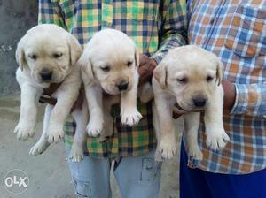 Three Yellow Labrador Retriever Puppies