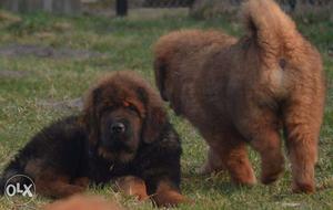 Tibetan Mastiff strong lines and heavy bones lio n head pups