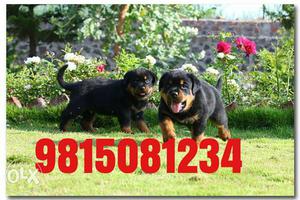 Top quality rottweiler male pup available