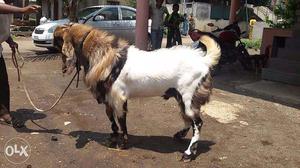 Totapari Goats