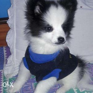 Toy pom full active 7 mnth di aa