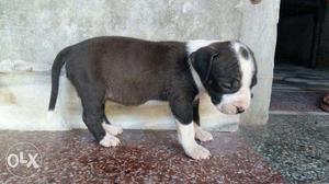 Two Brindle And Blue American Bullies
