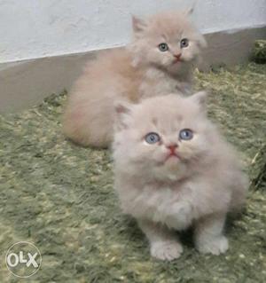 Two Gray Persian Cats