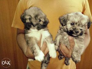 Two Lahsa apso Puppies