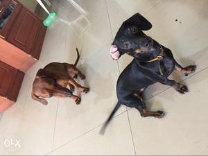 Two Male dachshunds. 10 Month Old
