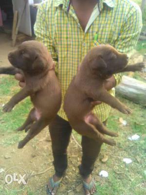 Two Short Coated Chocolate Puppies