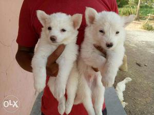 Two White Indian Spitz Puppies