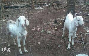 Two boy goats